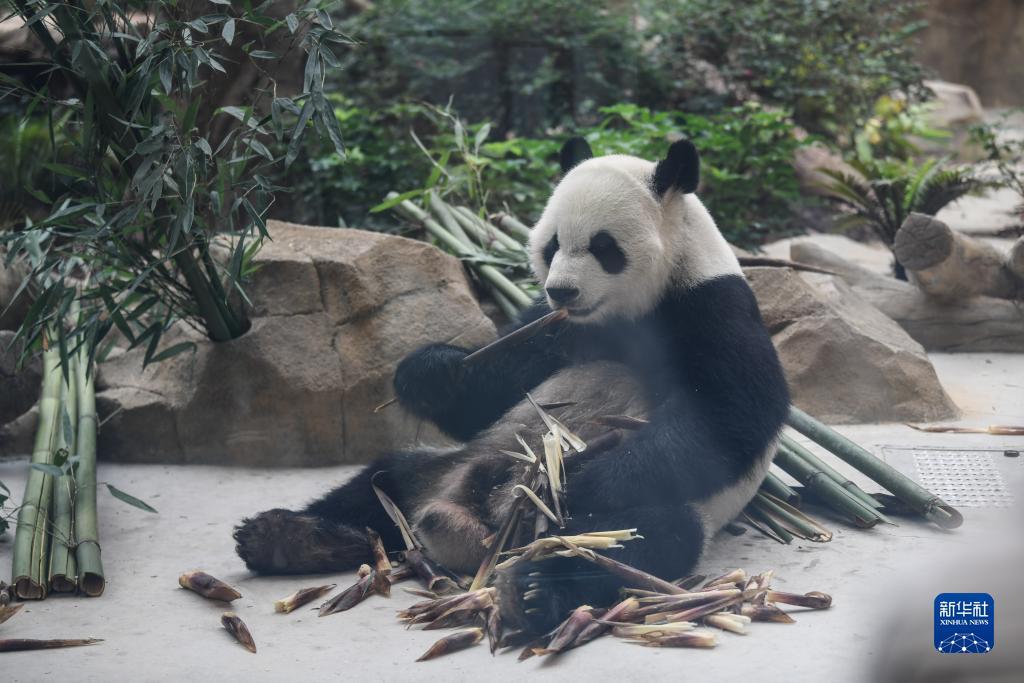 手机捕鱼怎么破解
